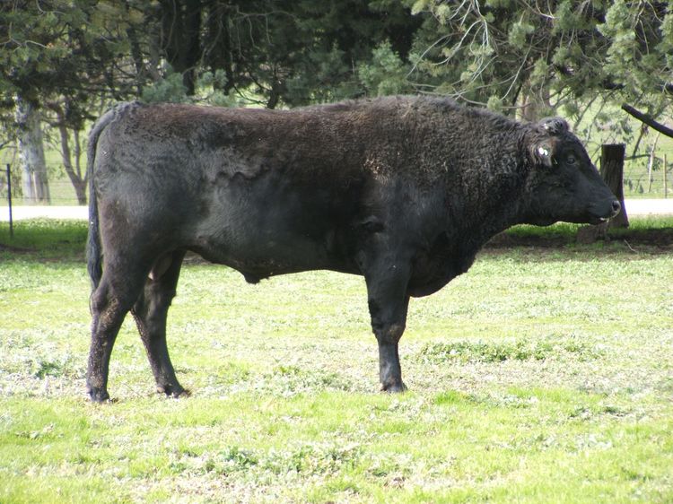 Moyhu Wagyu - Wagyu semen for sale