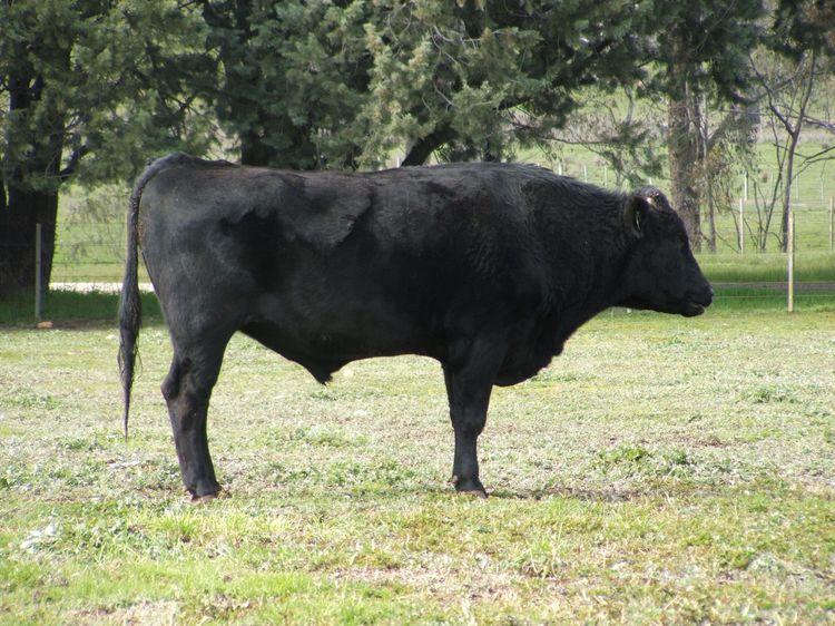 Moyhu Wagyu - Bulls for sale