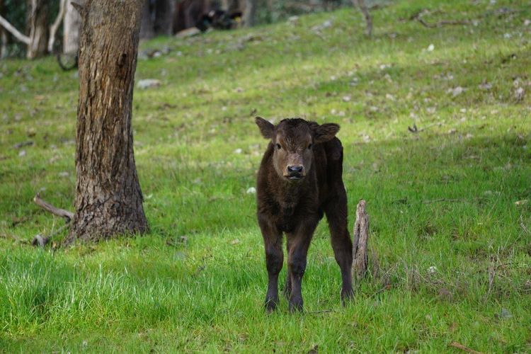 wagyu biff