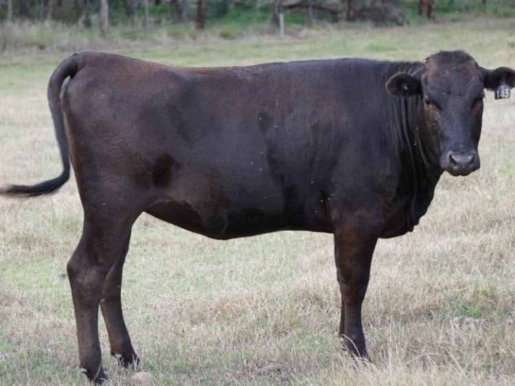 Moyhu Wagyu - Females for sale